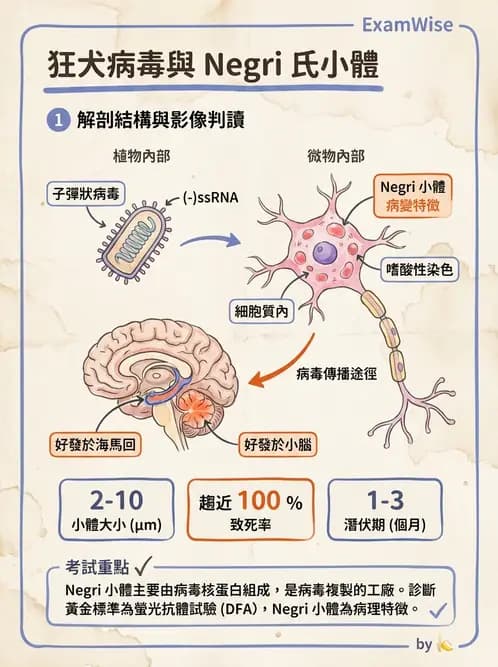 醫檢師 - 其他RNA病毒 - AI 圖文解析預覽