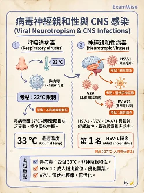 醫檢師 - 小RNA病毒科與腸道病毒 - AI 圖文解析預覽