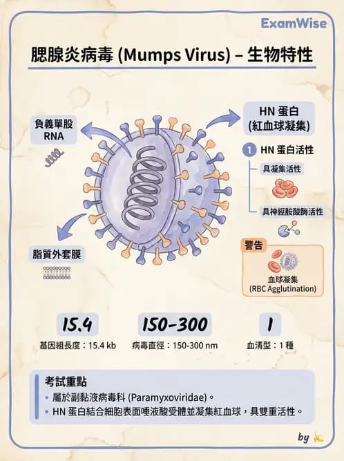 醫檢師 - 副黏液病毒科 - AI 圖文解析預覽