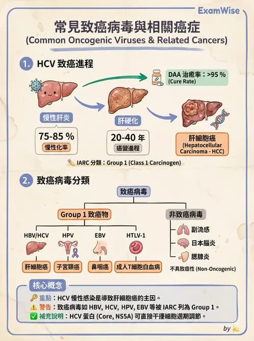 醫檢師 - 黃病毒科與蟲媒病毒 - AI 圖文解析預覽