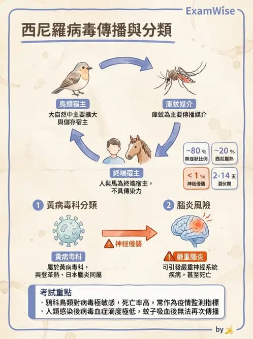 醫檢師 - 黃病毒科與蟲媒病毒 - AI 圖文解析預覽