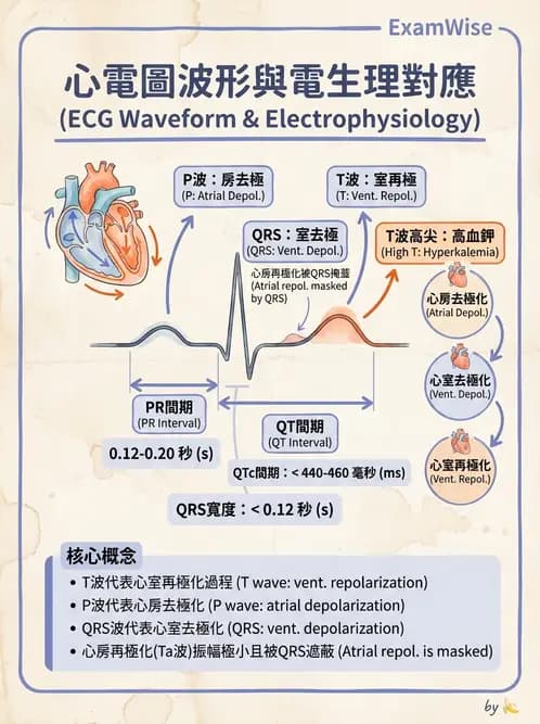 醫檢師 - 心電圖基礎與判讀 - AI 圖文解析預覽