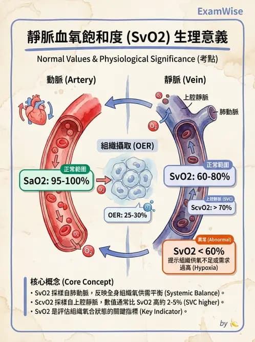醫檢師 - 血液氣體分析 - AI 圖文解析預覽