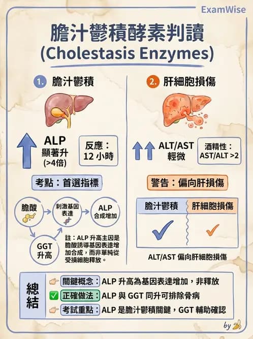 醫檢師 - 消化肝膽疾病 - AI 圖文解析預覽