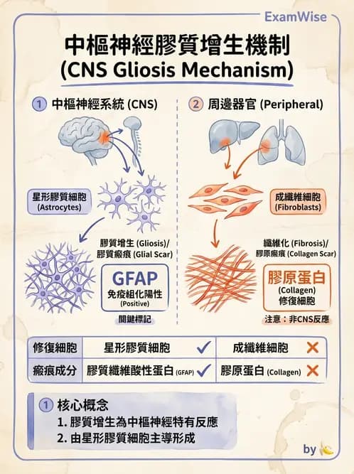 醫檢師 - 神經系統疾病 - AI 圖文解析預覽