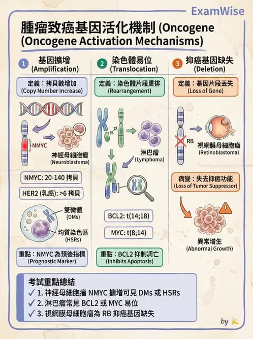 醫檢師 - 腫瘤概論 - AI 圖文解析預覽