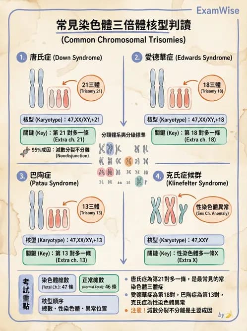 醫檢師 - 遺傳和發育疾病 - AI 圖文解析預覽