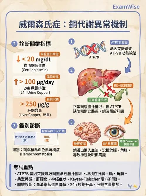醫檢師 - 消化肝膽疾病 - AI 圖文解析預覽