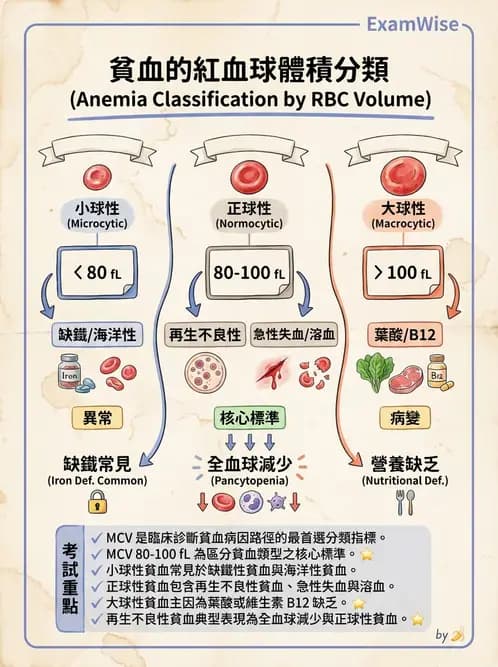 醫檢師 - 貧血診斷與營養缺乏性貧血 - AI 圖文解析預覽