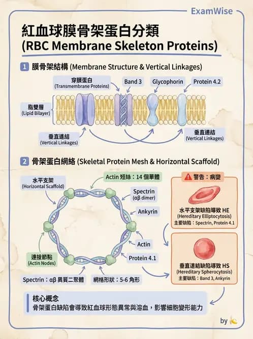 醫檢師 - 紅血球生理與形態 - AI 圖文解析預覽