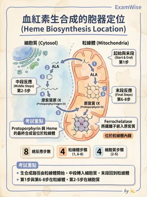 醫檢師 - 紅血球生理與形態 - AI 圖文解析預覽