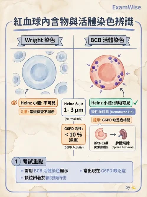 醫檢師 - 紅血球生理與形態 - AI 圖文解析預覽