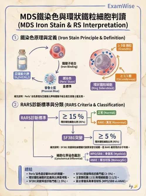 醫檢師 - 慢性血液腫瘤與骨髓增生疾患 - AI 圖文解析預覽