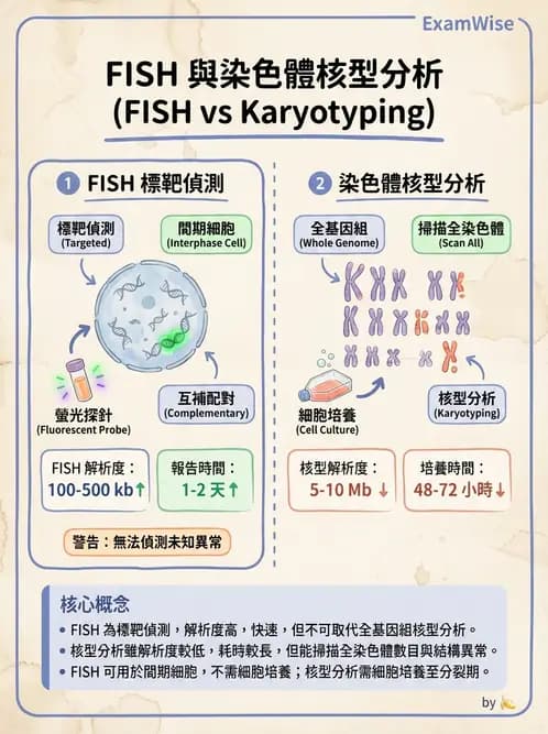 醫檢師 - 白血球生理與形態 - AI 圖文解析預覽