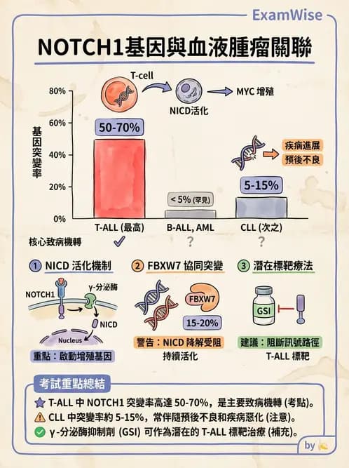 醫檢師 - 急性白血病 - AI 圖文解析預覽
