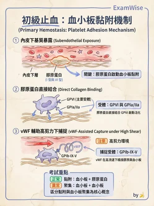 醫檢師 - 血小板與止血生理 - AI 圖文解析預覽