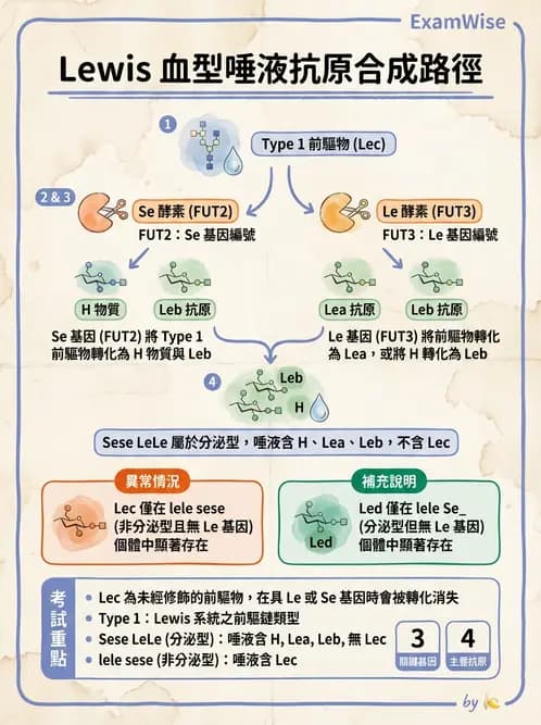 醫檢師 - 紅血球抗原與血型系統 - AI 圖文解析預覽