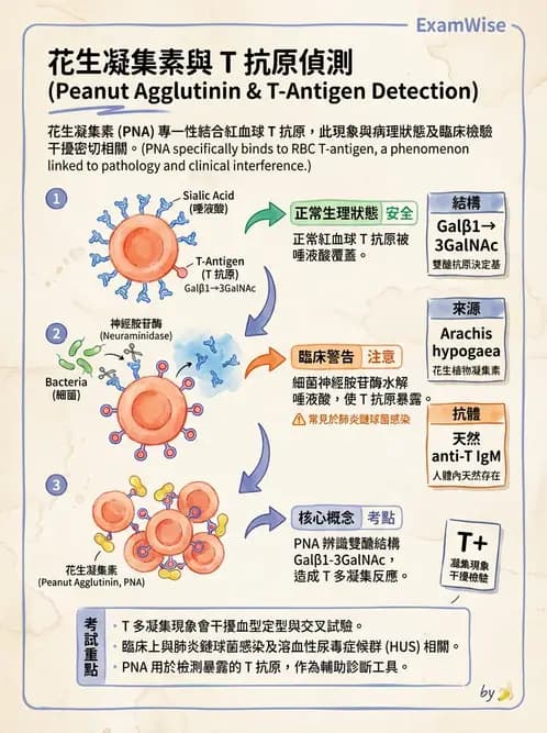 醫檢師 - 紅血球抗原與血型系統 - AI 圖文解析預覽