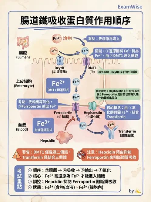 醫檢師 - 紅血球生理與形態 - AI 圖文解析預覽