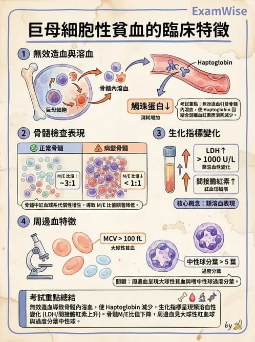 醫檢師 - 貧血診斷與營養缺乏性貧血 - AI 圖文解析預覽