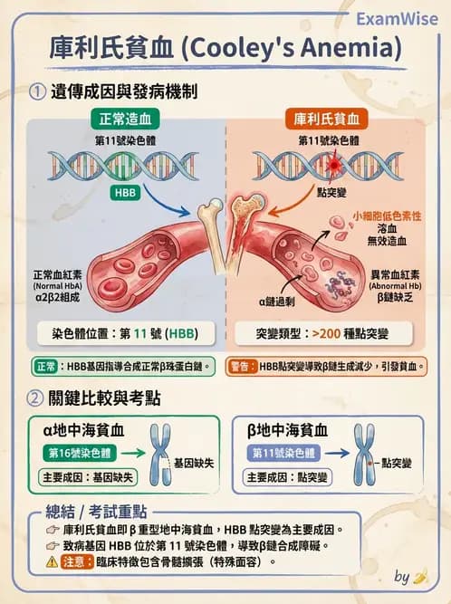 醫檢師 - 溶血性貧血與血色素病變 - AI 圖文解析預覽