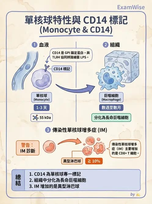 醫檢師 - 白血球生理與形態 - AI 圖文解析預覽