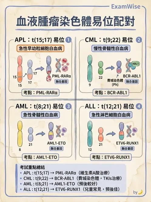 醫檢師 - 急性白血病 - AI 圖文解析預覽