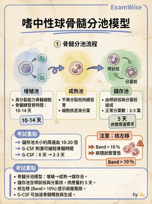 醫檢師 - 白血球生理與形態 - AI 圖文解析預覽