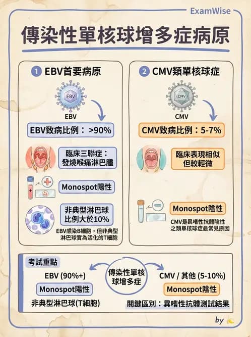 醫檢師 - 淋巴瘤、漿細胞疾病與白血球異常 - AI 圖文解析預覽