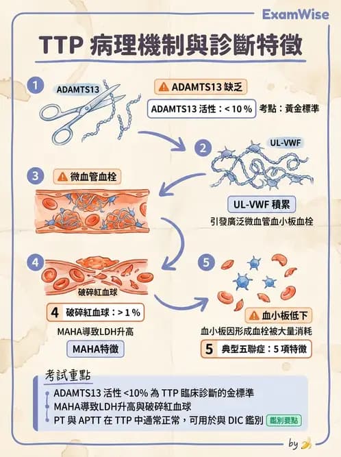 醫檢師 - 出血性疾病與檢驗 - AI 圖文解析預覽