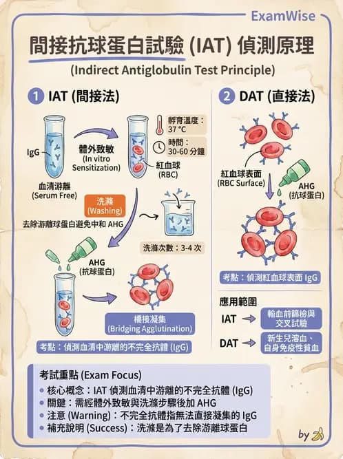 醫檢師 - 血液成分製備與輸血檢查 - AI 圖文解析預覽