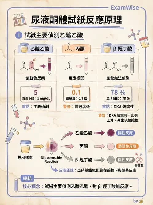 醫檢師 - 尿液化學檢驗 - AI 圖文解析預覽