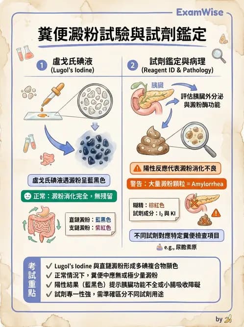 醫檢師 - 糞便常規檢查 - AI 圖文解析預覽