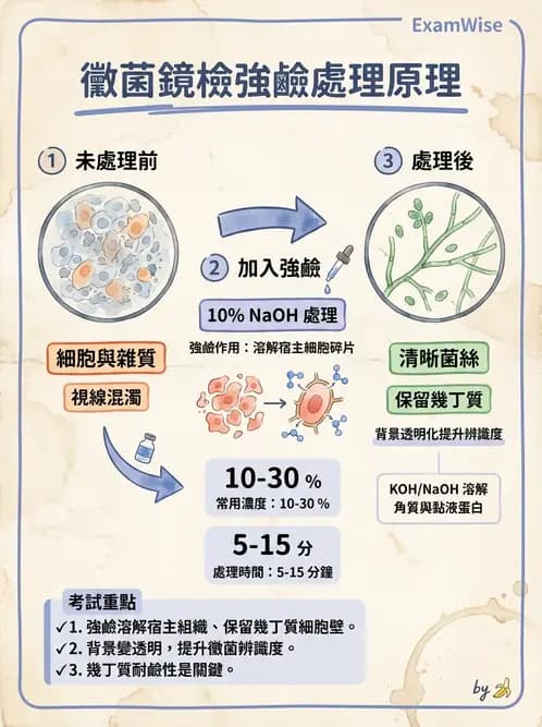 醫檢師 - 痰液一般鏡檢 - AI 圖文解析預覽