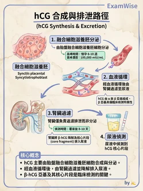 醫檢師 - 懷孕試驗 - AI 圖文解析預覽