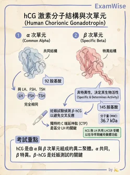 醫檢師 - 懷孕試驗 - AI 圖文解析預覽