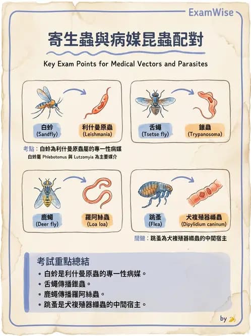 醫檢師 - 寄生蟲檢查-原蟲類 - AI 圖文解析預覽