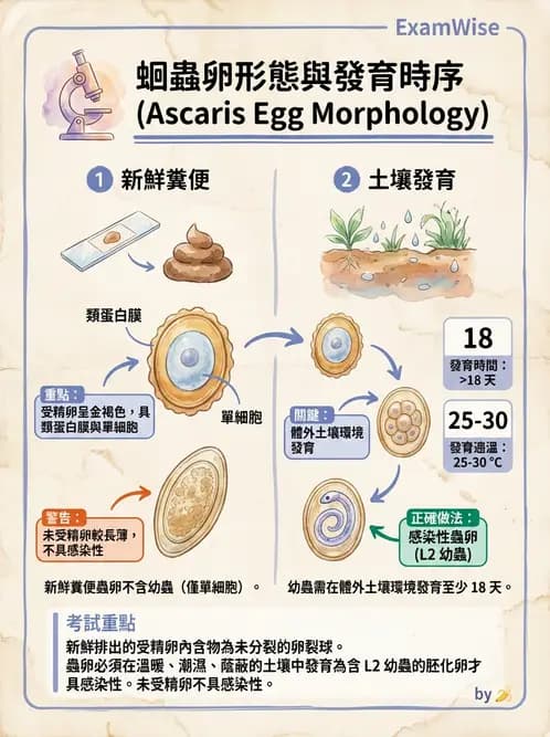 醫檢師 - 寄生蟲檢查-蠕蟲類 - AI 圖文解析預覽