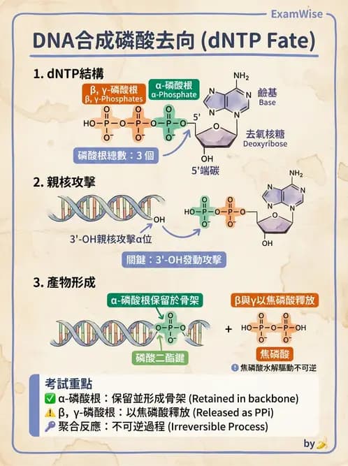 醫檢師 - 基礎分子生物學 - AI 圖文解析預覽
