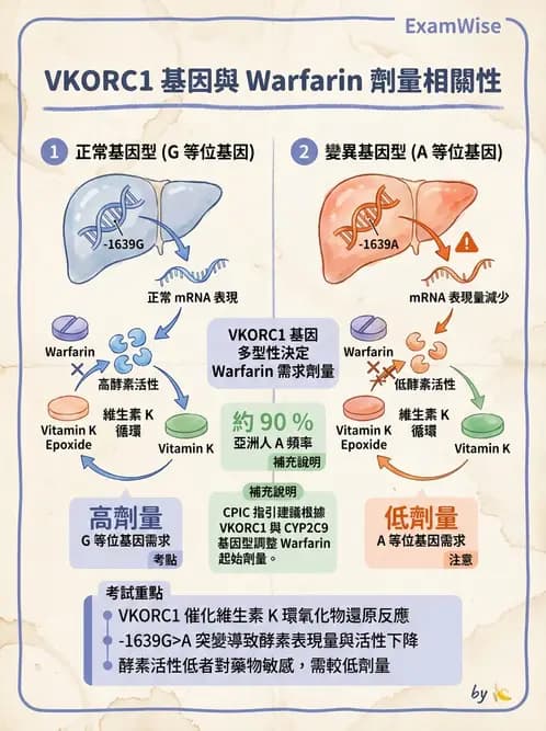 醫檢師 - 藥物相關基因檢測 - AI 圖文解析預覽