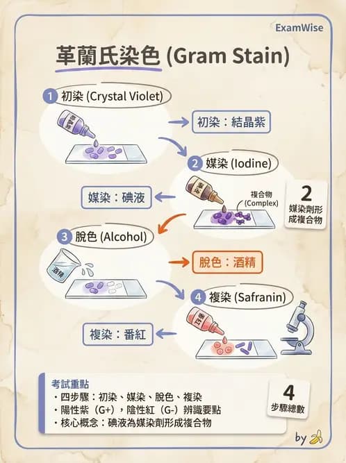 醫檢師 - 檢驗基礎技術 - AI 圖文解析預覽
