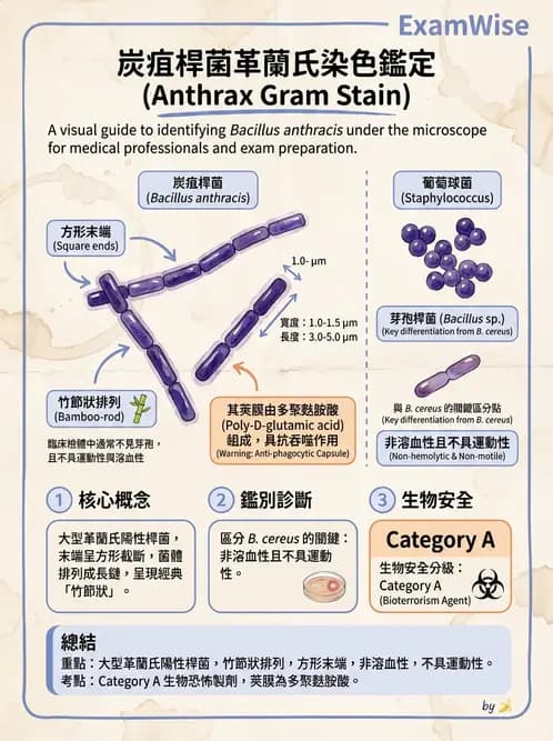 醫檢師 - 鏈球菌與其他革蘭氏陽性桿菌 - AI 圖文解析預覽