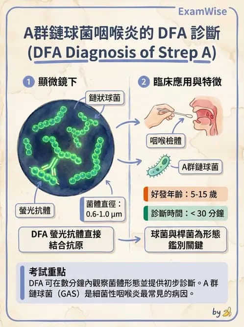 醫檢師 - 鏈球菌與其他革蘭氏陽性桿菌 - AI 圖文解析預覽