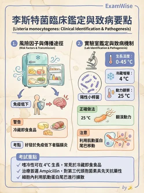 醫檢師 - 鏈球菌與其他革蘭氏陽性桿菌 - AI 圖文解析預覽