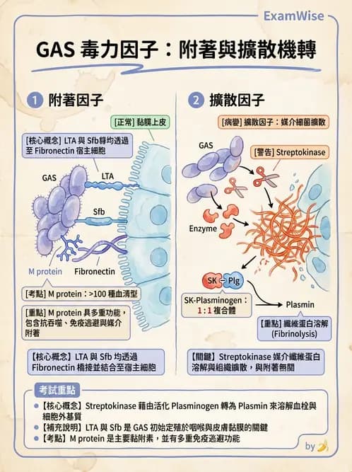 醫檢師 - 鏈球菌與其他革蘭氏陽性桿菌 - AI 圖文解析預覽
