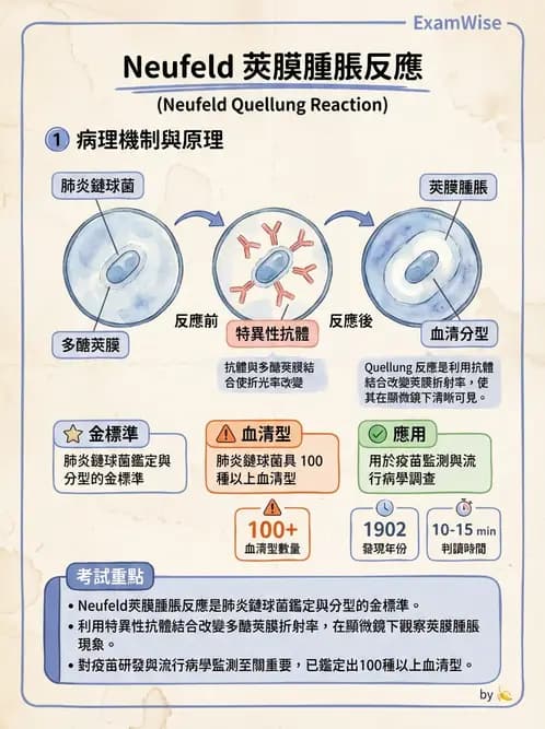 醫檢師 - 鏈球菌與其他革蘭氏陽性桿菌 - AI 圖文解析預覽