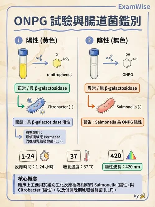 醫檢師 - 腸內菌鑑別方法與培養基 - AI 圖文解析預覽