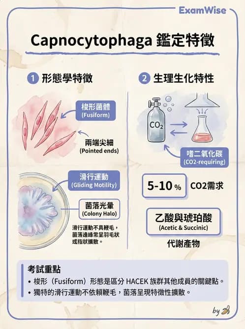 醫檢師 - 奈瑟菌與挑剔性革蘭氏陰性菌 - AI 圖文解析預覽