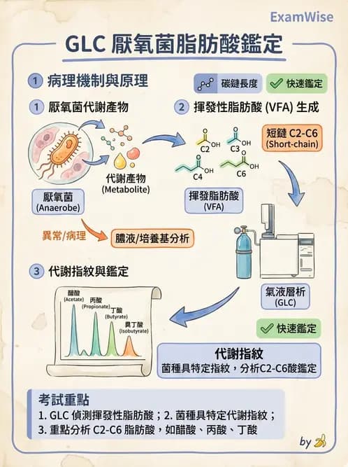 醫檢師 - 厭氧菌 - AI 圖文解析預覽