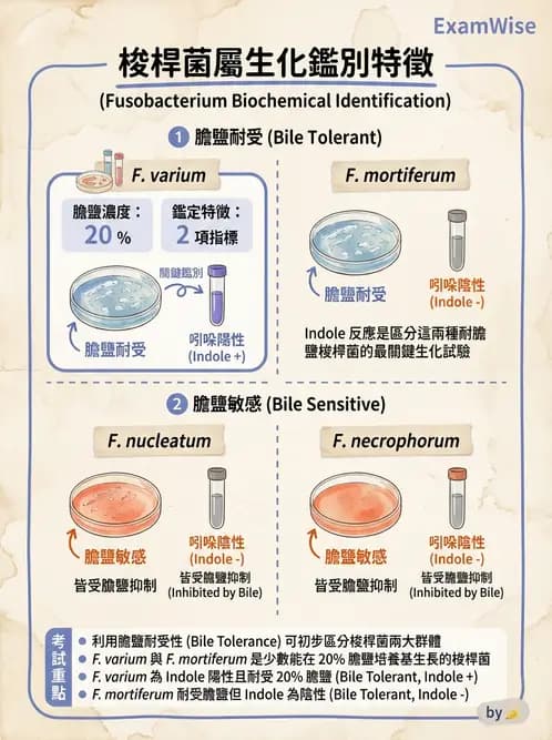 醫檢師 - 厭氧菌 - AI 圖文解析預覽